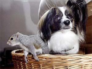 Squirrel adopted by dog