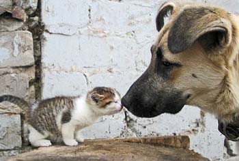 cute dog and cat pic