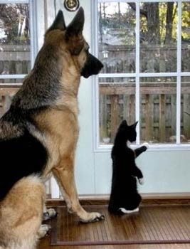 cute cat and dog pic