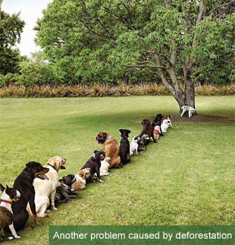 funny dog pic deforestation