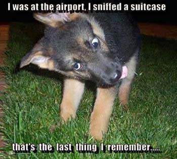 funny-dog-pic-11.jpg