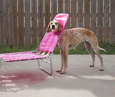 funny dog stuck in lounger