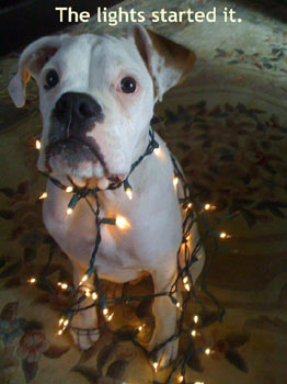 Funny dog tangled in Christmas lights