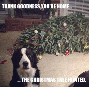Funny Christmas Dog Pics