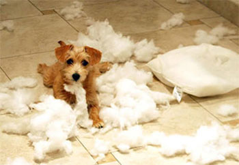 dog home alone wrecks pillow