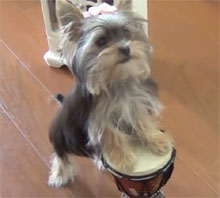 Cute Puppy Misa Minnie Does Tricks Video