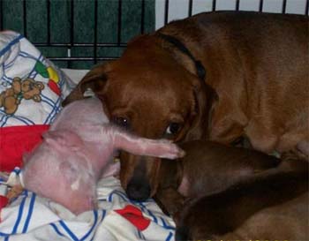 Dachshund adopts a pig
