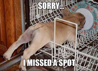 dog funny resolution wash the dishes