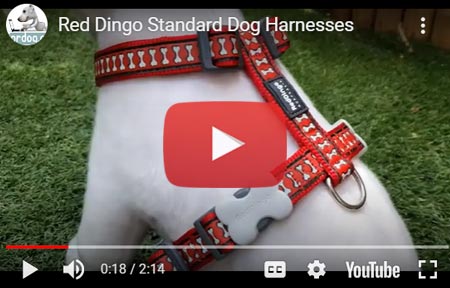 Red Dingo Standard Dog Harness