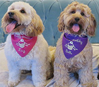 personalised dog birthday bandana