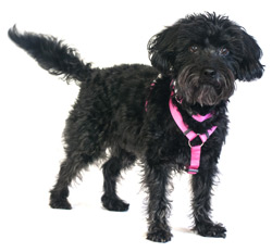 plain pink dog harness
