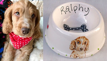 portrait spaniel dog bowl examples