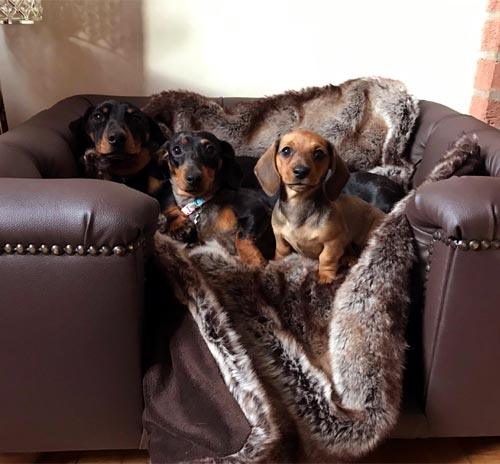 Sandringham Brown Leather Dog Bed