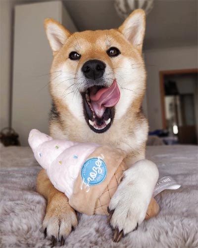 FuzzYard Dog Toy - Ice Cream
