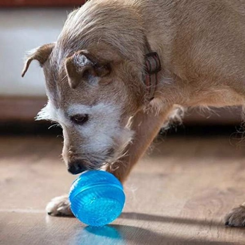 Gor Flex Squeak & Treat Dog Ball