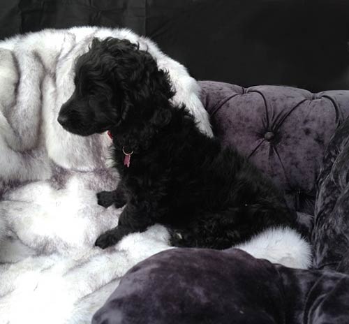 Balmoral Ebony Velvet Luxury Dog Sofa