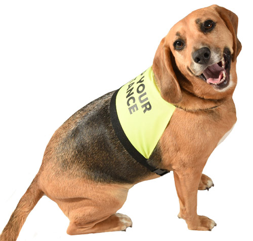 Dog Warning Vest
