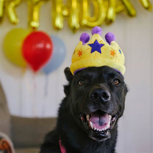 Party Time Crown Dog Toy