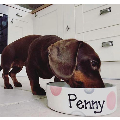 Personalised Dog Bowls - Dotty Straight