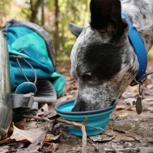Popware Collapsible Dog Travel Cup
