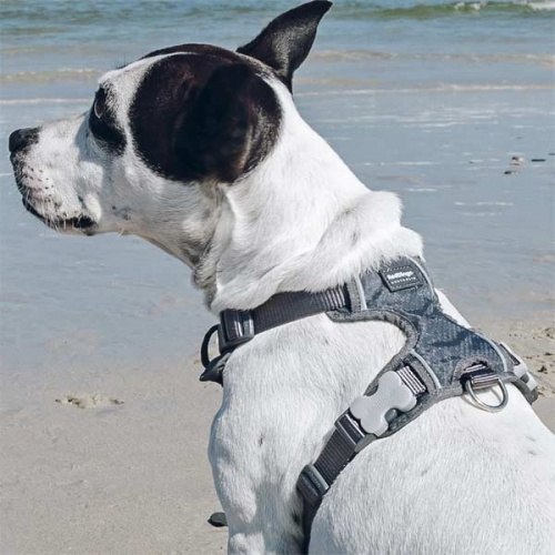 Red Dingo Padded Dog Harness - Grey