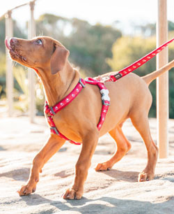 red paw print dog harness and lead