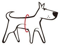 Red Dingo harness - how to measure your dog