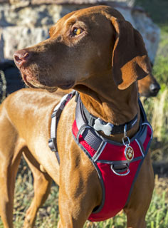 New Red Dingo Padded Dog Harness