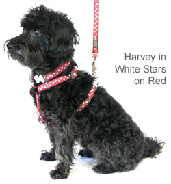 red dog harness with white stars
