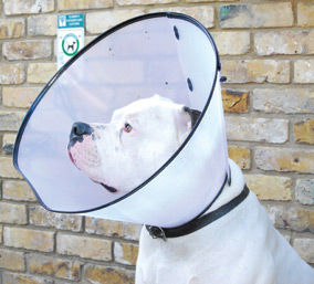 Smart Collar Dog Recovery Collar