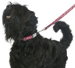 white spot red dog collar and lead