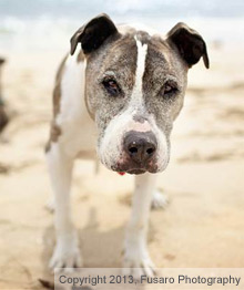 Photographer Promotes Senior Dog Adoption