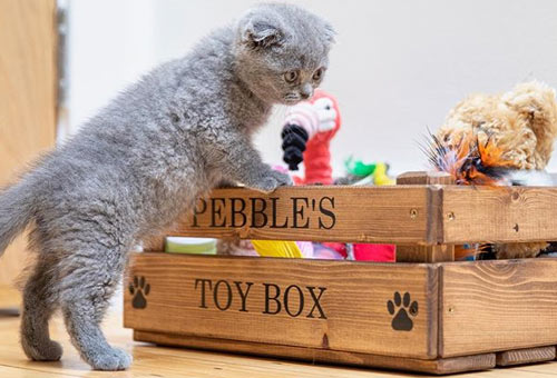 personalised wooden cat toy box
