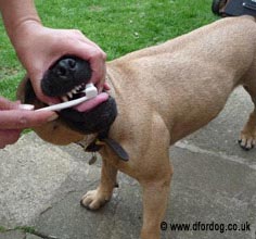 cleaning a dog's teeth