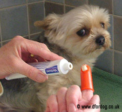 dog toothpaste and finger toothbrush