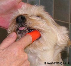 dog having teeth cleaned