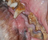 plaque on a dog's teeth
