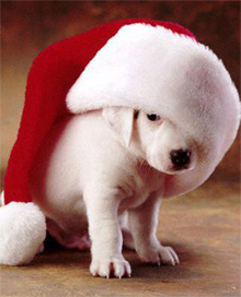 dog charities Christmas shopping