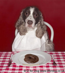 my dog eat poo - coprophagia advice