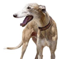 Adopt a Greyhound