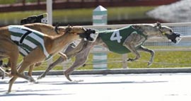 greyhound racing