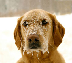 keeping dogs safe and comfortable in cold and wet weather