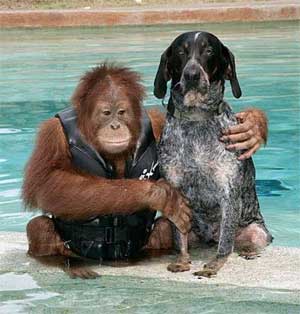 The Orangutan and the Hound swimming