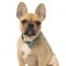 FuzzYard Puppy Collar - Saint Yeezy