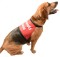 Dog Warning Vest Or Message Vest Uk Made D For Dog
