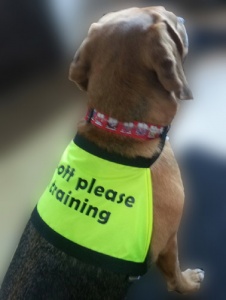 dog message vest bib