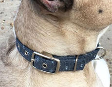 sailor dog collar with tiny anchors design