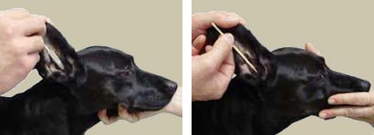 How to clean your dog's ears