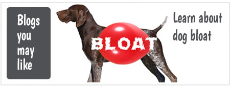 Dog Bloat and Gastric Torsion