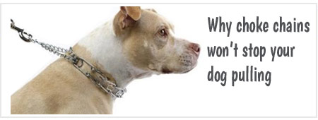 Choke Chains Why they won’t stop your dog pulling on the lead